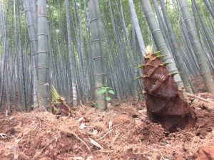1-b-bamboe-bomen